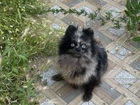 Pomeranian mavi gözlü