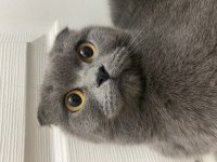 Scottish fold kızımız mia sahiplendirilecektir