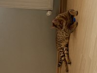SAF GOLD BENGAL KEDİSİ