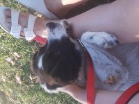 Melez köpek