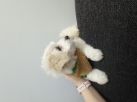 Maltese terrier iki aylık