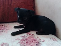 Chihuahua acil yuva aranıyor