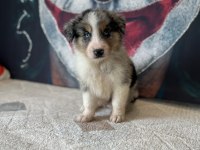 Border collie yavrular