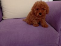 Toy ve mini boy poodle yavrularımız renk renk