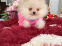 MİNİ BOY POMERANİAN KÜÇÜK PRENSES