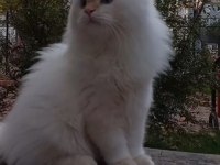 Oğlumuza dişi kedimizi arıyoruz ilgilenenler yazsın