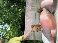 4 Yavru Maltipoo