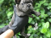 IRKININ EN İYİSİ BLUE FRENCH BULLDOG BEBEKLER