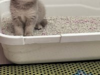 A kalite özel gold yavru british shorthair