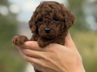 a kalite sağlık garantili poodle yavrularımız