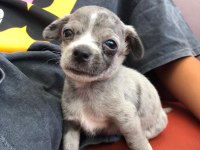 orjinal chihuahua mavi gözlü yavru