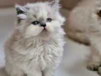 2 aylık Erkek British Longhair Ragdoll