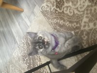 Teslime hazır british shorthair dişi yavrum