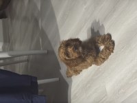 TOY POODLE 3.5 AYLIK DİŞİ