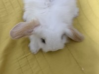 YAVRU LOP TAVŞANI 1 AYLIKLAR