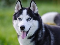 SHOW KALİTE HUSKY (SİBİRYA KURDU) YAVRULAR