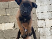 Safkan Belçika Kurdu