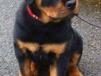ROTTWEİLER KÖPEKLERİ