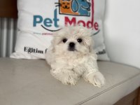 Ankaranın en güzel kore kan maltese yavruları