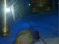 FLOWERHORN