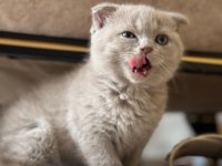 Scottish fold Cülide kızıma yuva arıyorum