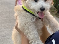 Maltipoo yavru