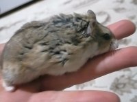 Ailenizin sevimli hamster tontonu