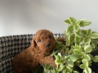 Mocha tadında poodle yavrularım