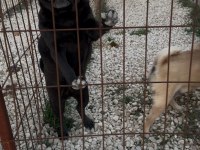 Pug Yetişkin 3 Adet Dişi Köpeğim