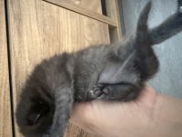 British shorthair yavrular