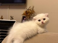 2 adet scottish fold Ankara