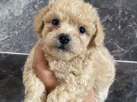 Orjinal Minyatür Toy Poodle Bebekler