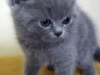 BRİTİSH SHORTHAİR YAVRU KEDİ