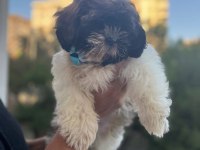 Shih-tzu bebeklerimiz yeni evlerini arıyor (2 adet erkek)