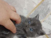 Mama karşılığında kediler