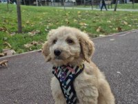 Poodle evladımız