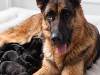 Safkan şecereli aman çoban köpeği