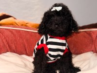 Siyah Toy poodle yavrularım