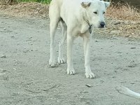 Çiftlik Ortamında Büyüyen Yavru Köpekler