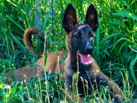 Belçika Malinois efsane yavrular