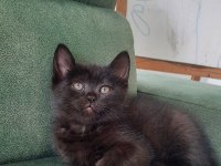British Shorthair Bebekler