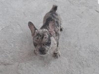 2 Aylık Merle French bulldog