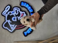 Safkan ırk garantili golden retriever yavrular