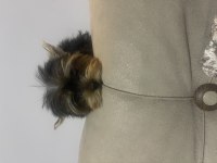 Yorkshire terrier mini mini minikler