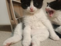 Anne british shorthair yavrulari