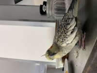 Evcil 9 aylık Sultan Papağanı Kafesiyle birlikte