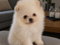 Orijinal Pomeranian Boo