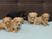 Türkiyenin en minik maltipoo bebekleri