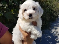 Muhteşem maltese terrier yavrularımız
