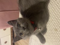 British Shorthair Yavru